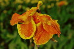 Canna - Yellow King Humbert