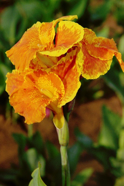 Canna - Yellow King Humbert