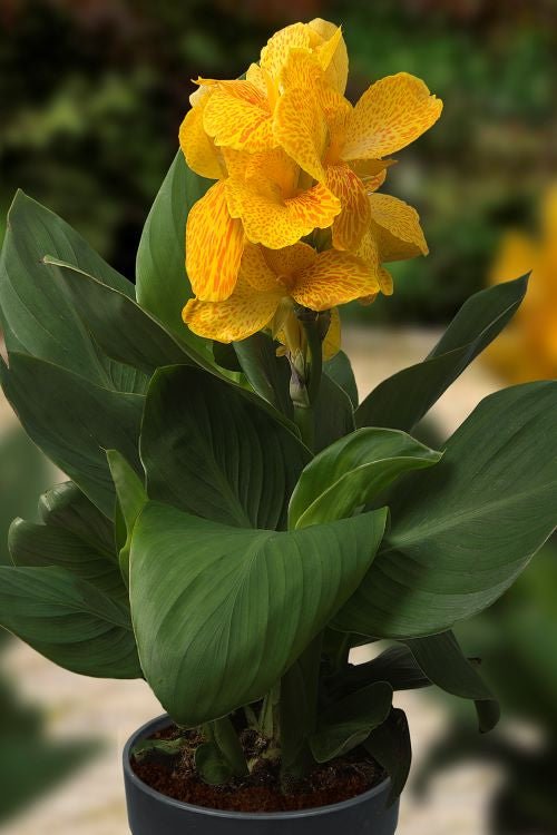 Canna - Happy Emily