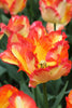 Parrot tulip Caribbean Parrot with color combination of red, orange and yellow.