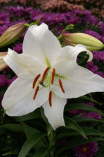 Lily - Casa Blanca