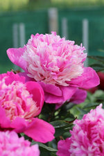 Peony - Celebrity