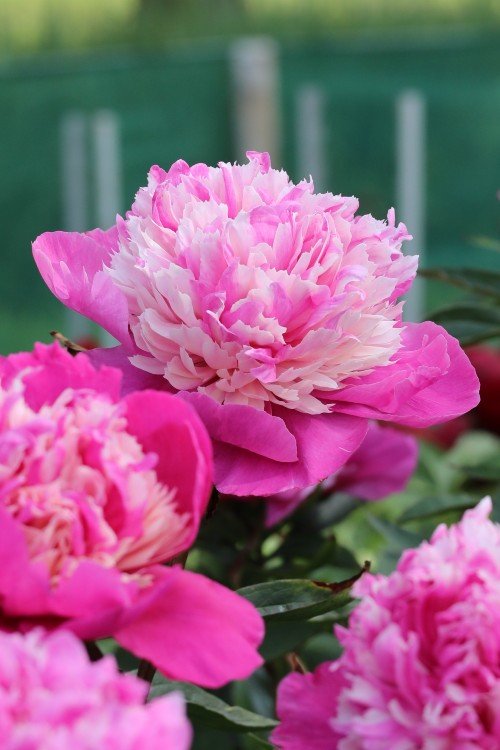 Peony - Celebrity