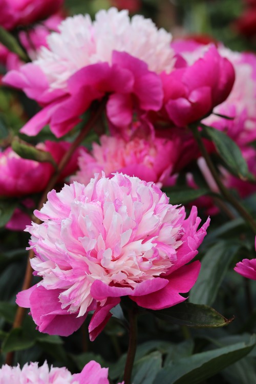 Close-up of peony celebrity, with its hot pink petals