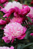 Load image into Gallery viewer, Close-up of peony celebrity, with its hot pink petals
