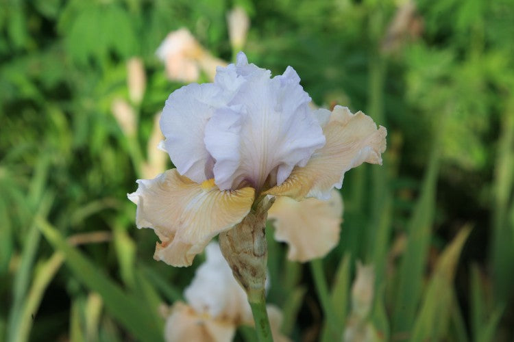 Close-up of Bearded Iris Champagne Elegance, with white and yellow blooms