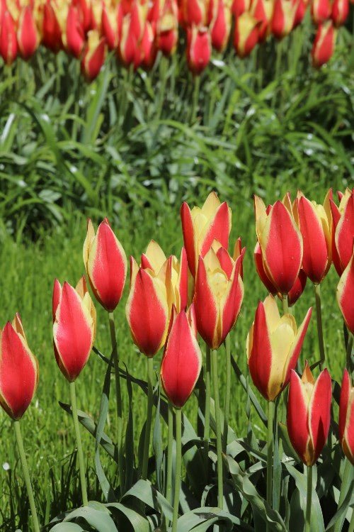 Tulip - Chrysantha