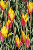Group of gorgeous Wild flower tulips called Chrysantha, yellow and red petals