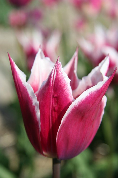 Tulip - Claudia