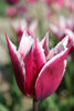 Lily Flowering Tulip Claudia purple with a white edge and green stem