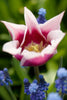 Close-up of a beautiful Lily flowering Claudia tulip in full bloom.