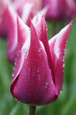 Tulip - Claudia