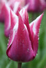 Lily flowering Claudia tulip with vibrant pink petals and green foliage.