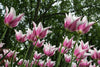 Graceful Lily flowering Claudia tulip, a vibrant symbol of spring's arrival