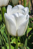 Close-up of Single Late tulip Clearwater, a white beautiful tulip.