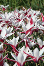Tulip - Clusiana