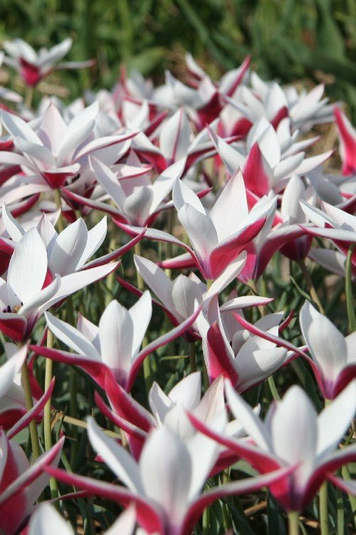Tulip - Clusiana