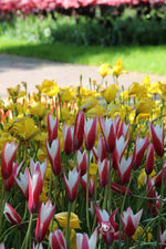 Tulip - Clusiana