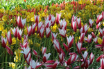 Tulip - Clusiana