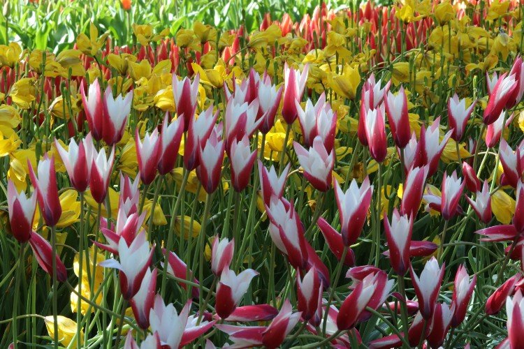 Tulip - Clusiana