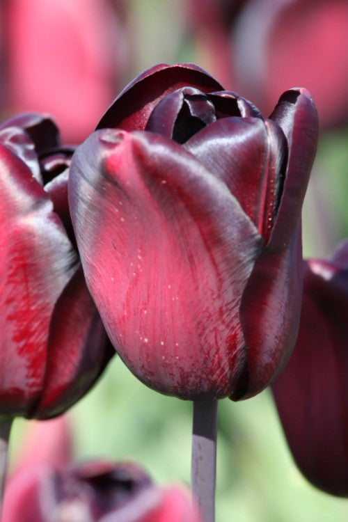 Close-up of a black-burgundy colored Triumph tulip called Continental