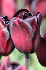 Tulip - Continental