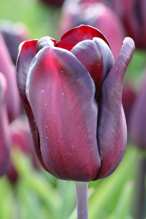 Close-up of a Continental Triumph tulip showcasing its striking crimson color.