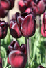 Vibrant burgundy Triumph tulip with pointed petals against a green backdrop.