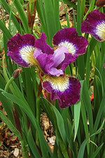 Iris Siberica - Contrast in Styles