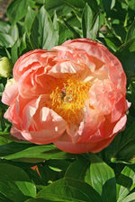 Peony - Coral Charm