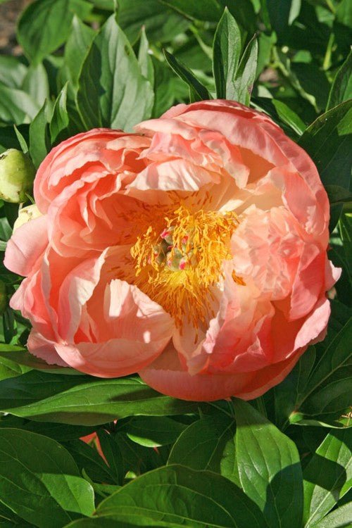 Peony - Coral Charm