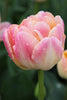 Close-up of Creme Upstar, a double late tulip with yellow pink blooms.