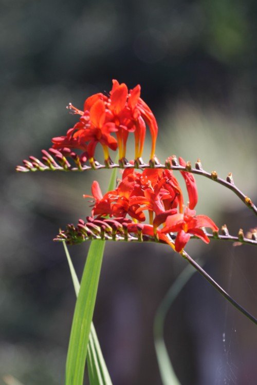 Crocosmia - Lucifer