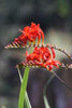 Crocosmia Bulbs - Lucifer