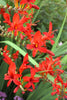 Load image into Gallery viewer, Crocosmia - Lucifer