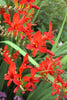 Crocosmia - Lucifer