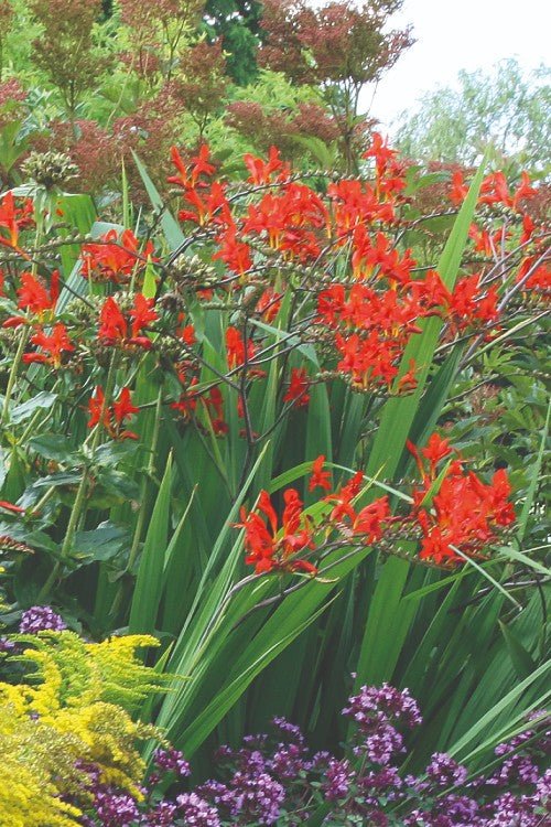 Crocosmia - Lucifer