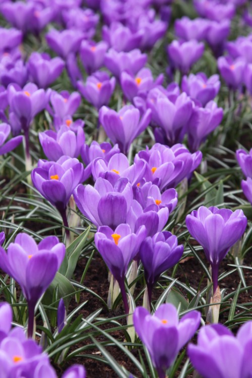 Group of Crocus Remembrance, with purple flowers and purple stems