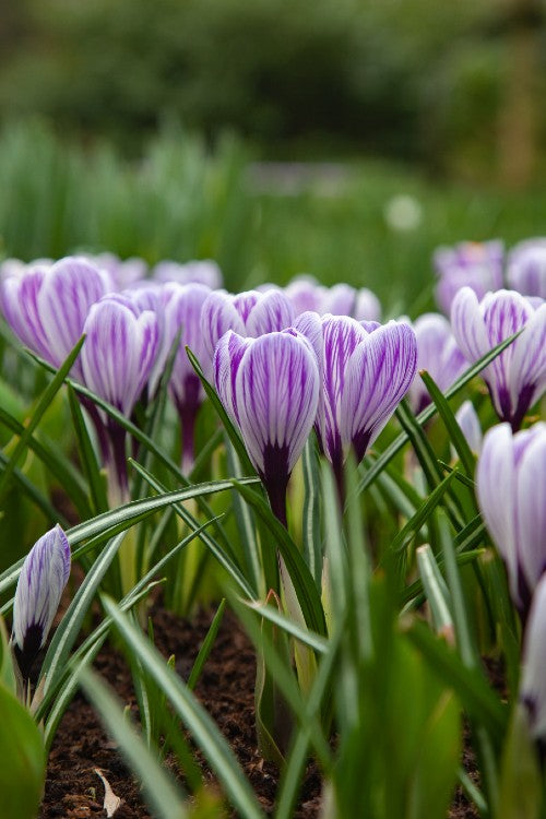 Close-up of a Crocus, called Pickwick with purple striped petals