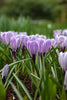 Load image into Gallery viewer, Close-up of a Crocus, called Pickwick with purple striped petals