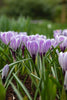 Close-up of a Crocus, called Pickwick with purple striped petals