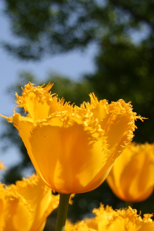 Close-up of fringed late tulip Crystal star in vibrant golden and yellow.