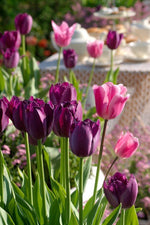 Tulip - Curly Sue
