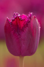 Tulip - Curly Sue