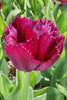Close-up of a purple vibrant Fringed late tulip named Curly Sue