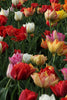 Close-up of beautiful mixed double early tulips, showcasing their intricate petals.