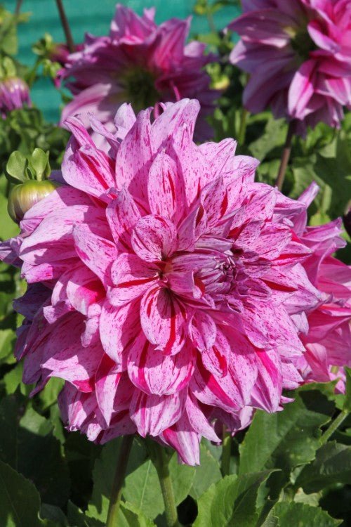 Dahlia - Maki