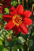 Dahlia - Topmix Red