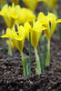 Close-up of Dwarf Iris Danfordiae, with yellow blooms and green stems