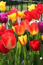 Tulip - Mixed Darwin Hybrid